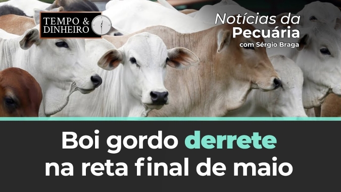 Boi gordo derrete na reta final de maio com média da arroba à vista de R$200 em BH