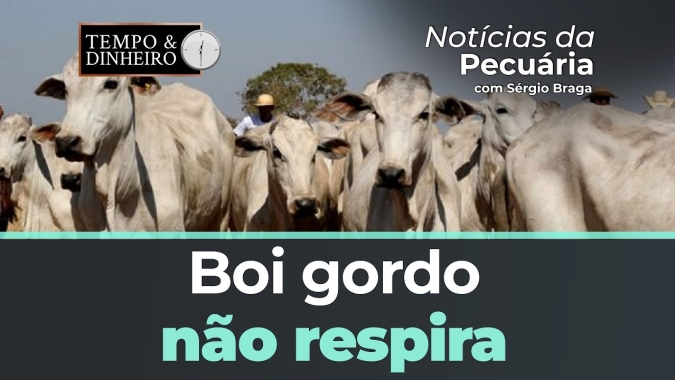 Boi gordo não respira . Bezerro Cepea acumula queda de 6,62% em maio. Nada de alta no curto prazo