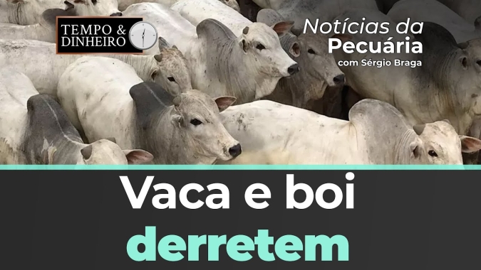 Vaca gorda tem diferença de até R$ 24,00 a menos por arroba em comparação ao boi gordo em GO