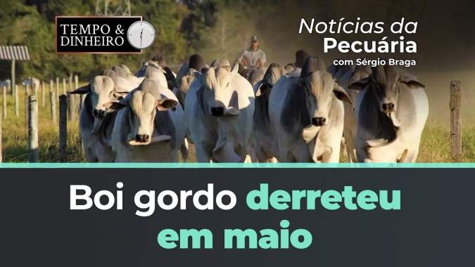 Boi gordo derreteu em maio e agora mira o mês de junho sem muita expectativa