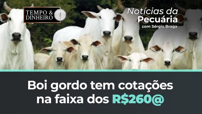 Boi gordo tem cotações na faixa dos R$260@ na B3. Pararam de cair no mercado físico