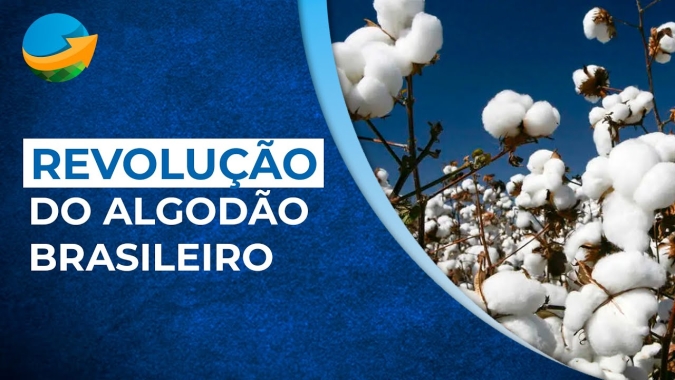 A revolução da cotonicultura brasileira em duas décadas quando o país deixou de ser importador para se tornar o segundo maior exportador da pluma no mundo