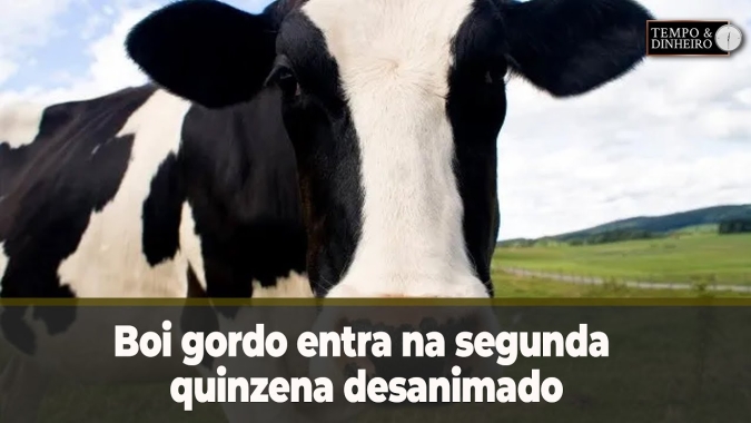 Boi gordo entra na segunda quinzena desanimado. E os abates como estão? Hyberville Neto comenta