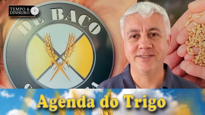 É o momento de ouro, para os compradores mundiais de trigo