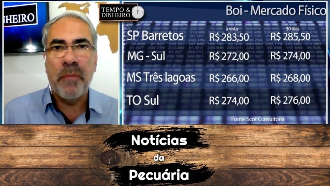 Boi gordo não reage nesta primeira quinzena de setembro