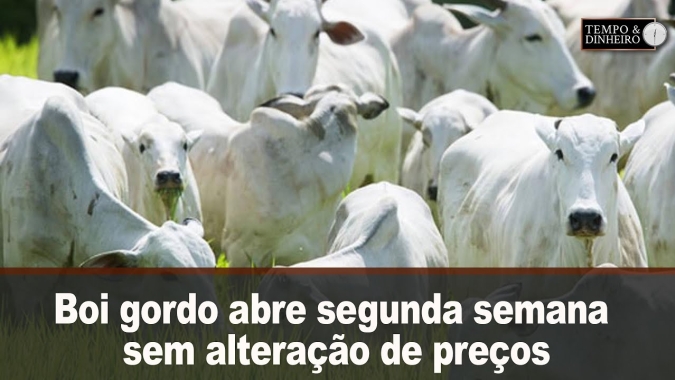 Boi gordo abre segunda semana sem alteração de preços e altas são pontuais.