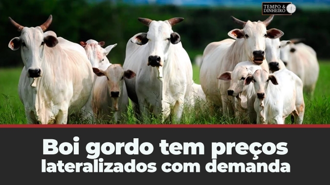 Boi gordo tem preços lateralizados com demanda patinando e pressão da indústria