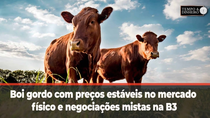 Boi gordo com preços estáveis no mercado físico e negociações mistas na B3