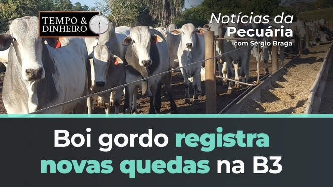 Boi gordo registra novas quedas na B3 e no mercado físico