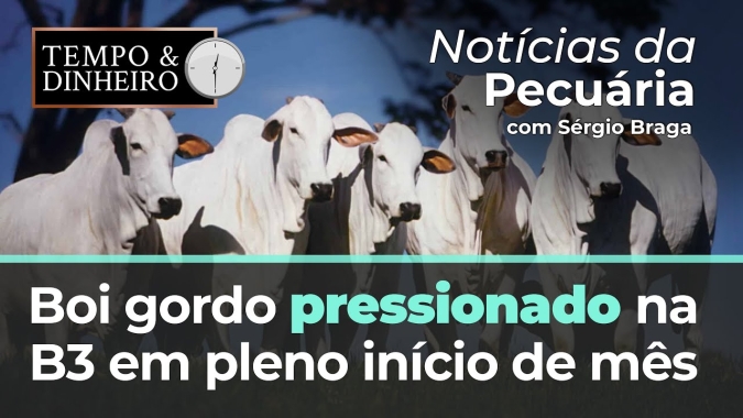 Boi gordo pressionado na B3 em pleno início de mês