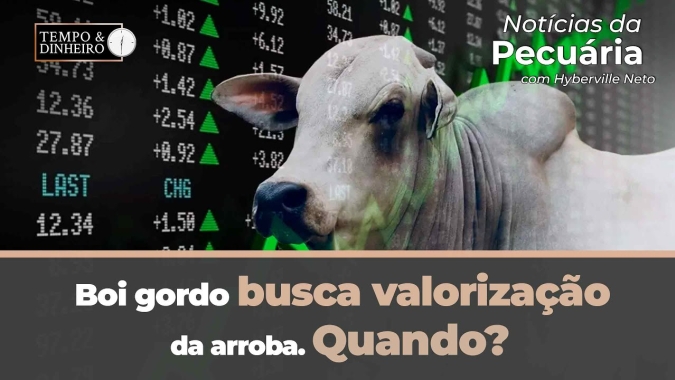 Boi gordo busca valorização da arroba. Quando? Hyberville Neto comenta