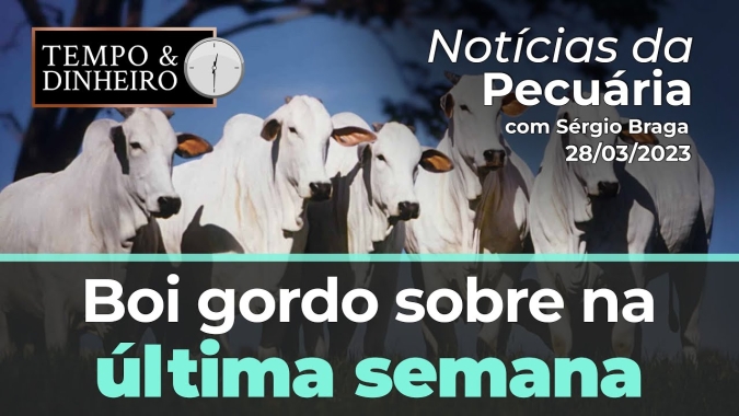 Boi gordo sobe na última semana de março e referência nos R$300@