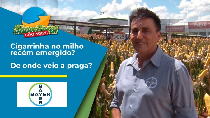 Cigarrinha no milho recém emergido? De onde veio a praga?