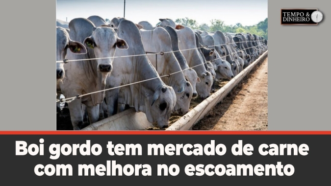 Boi gordo tem mercado de carne com melhora no escoamento e que não refletiu em alta para a arroba