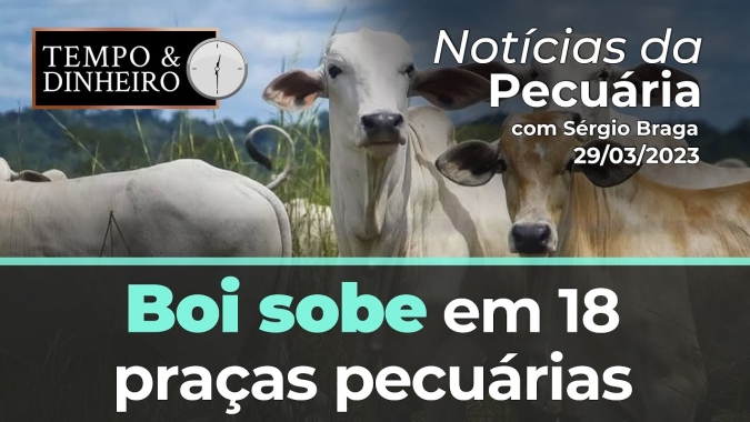 Boi sobe em 18 praças pecuárias e descola da B3 e do indicador Cepea
