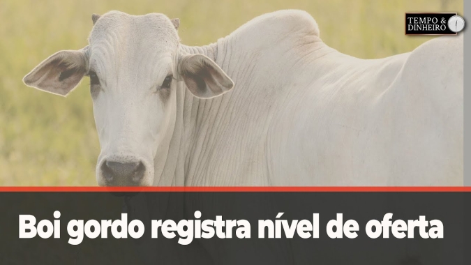 Níveis de oferta mais confortável mas escalas de abate não andam pela briga de preços.