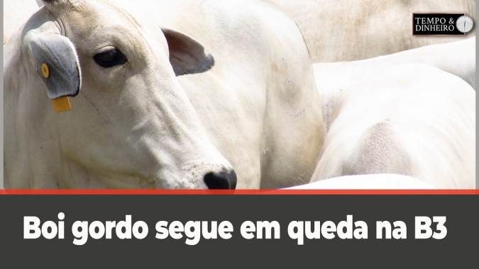 Boi gordo segue em queda na B3 as vésperas do Carnaval e Ano Novo Lunar Chinês