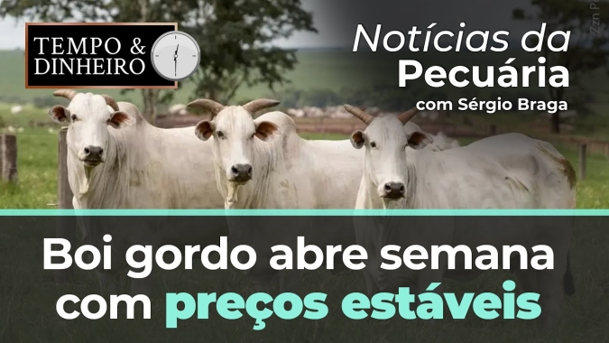 Boi gordo abre semana com preços estáveis mas com pressão da safra