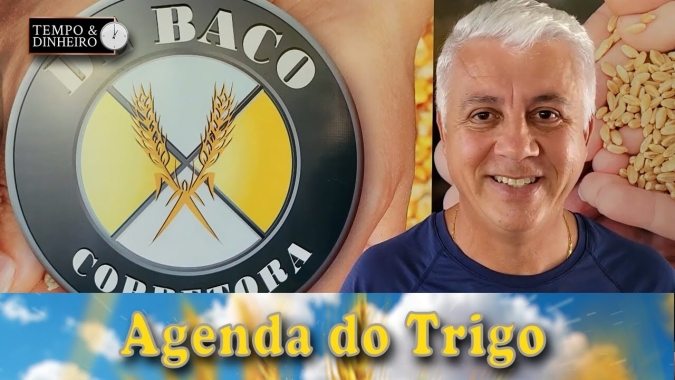 Clima provoca ambiente de insegurança para a safra de trigo