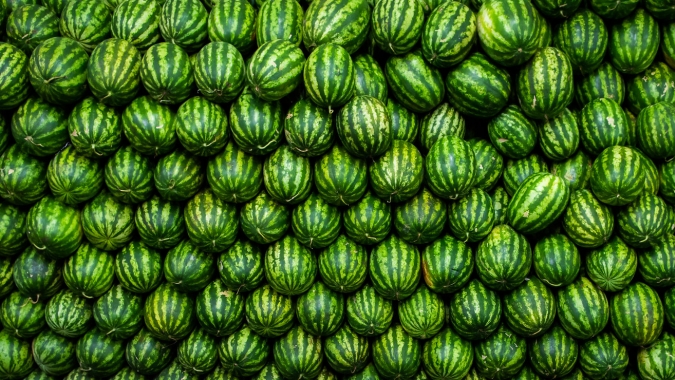 Melancia/Cepea: Chuvas seguidas de virose limitam os rendimentos das áreas de Goiás