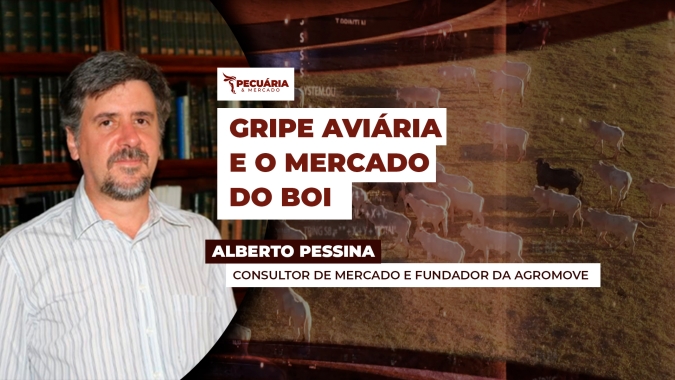 Consultor traça possíveis cenários de impacto da gripe aviária no mercado do boi gordo