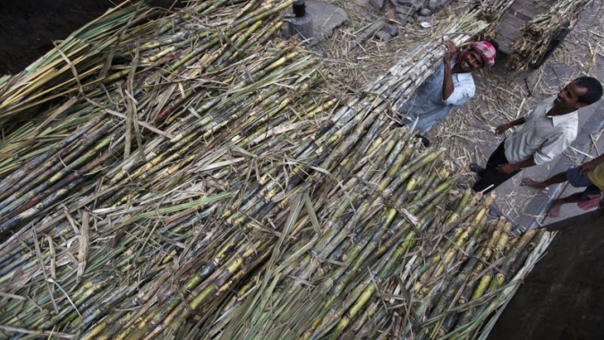 Maharashtra, na Índia, produzirá níveis recordes de açúcar na nova temporada