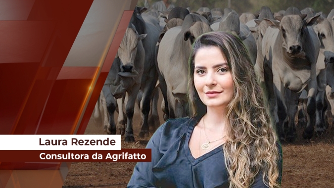 Em quatro meses a arroba do boi teve alta de 32% e atingiu em outubro os melhores preços dos últimos dois anos