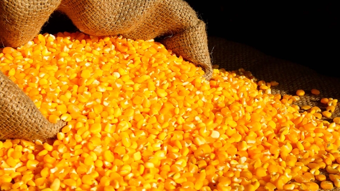 Milho/Cepea: Com cenário favorável no campo, comprador se mantém afastado