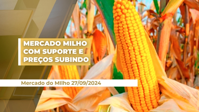 Mercado do milho apresenta suporte e preços sobem na B3 e em Chicago