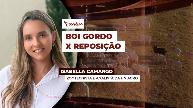 Boi gordo recua diante de um mercado de reposição ainda firme e com cotações sendo renovadas