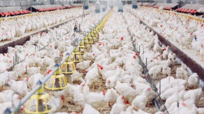 Micotoxinas ganham atenção crescente na produção animal