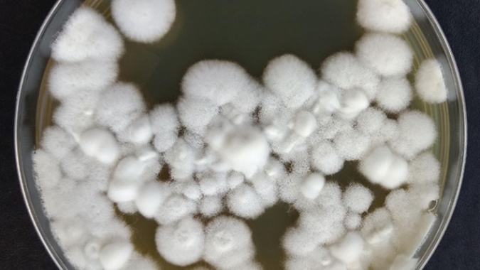 Diálogos sobre Bioinsumos -  Um debate sobre o PL 658/2021 e a Produção Sustentável de Alimentos