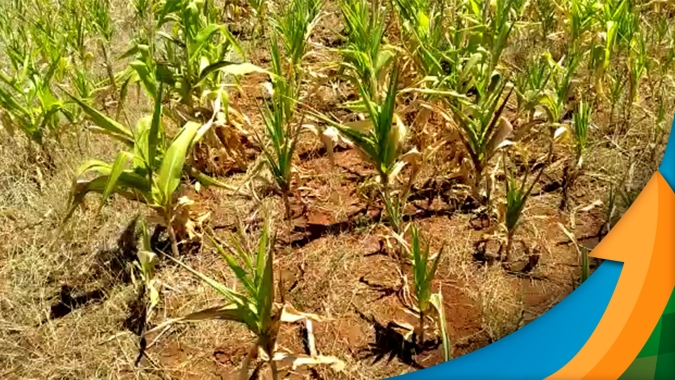 Plantio do milho no RS avança somente 1% na semana e todas as regiões do estado já tem perdas irreversíveis, aponta Emater