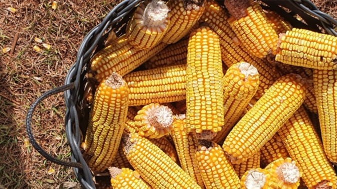 Milho despenca mais de 6% em Chicago após reportes do USDA nesta 3ªfeira