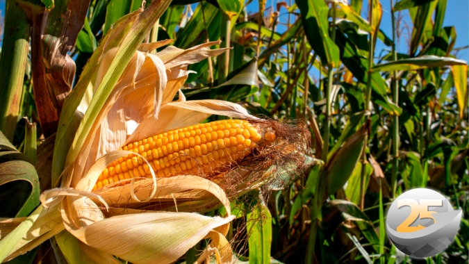 Mesmo com safrinha recorde, Pátria Agronegócio acredita em milho de R$ 100,00 no segundo semestre