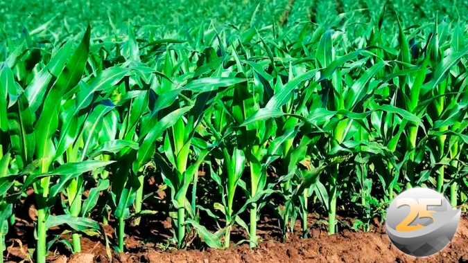 Milho se aproveita de boas chuvas em Cláudia/MT e pode produzir entre 100 e 130 sc/ha