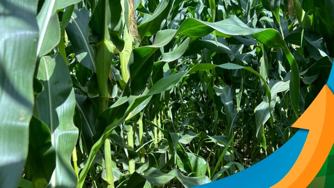 Chuvas causam avarias no final da colheita da soja em Jataí (GO), e danos pontuais em lavouras de milho safrinha