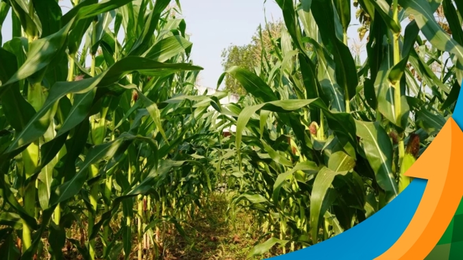 Estiagem após a germinação do milho safrinha em Itambaracá (PR) causa perdas na produtividade, segundo produtor rural local