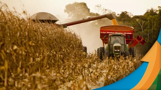 Veranico e ventania diminuem produtividade do milho safrinha em Marechal Cândido Rondon (PR), chegando a 105sc/ha