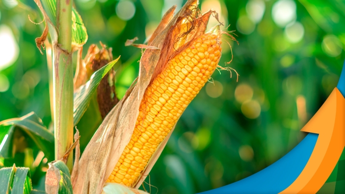 Relação soja x milho deixa inviável vendas do cereal e tendência negativa deve continuar por mais 60 dias