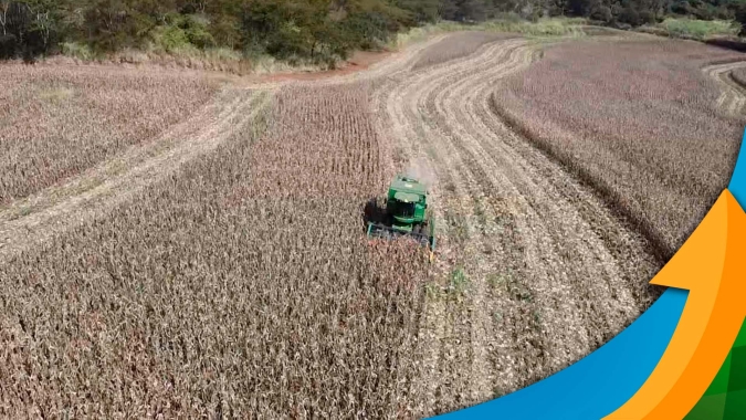São Paulo dá largada na colheita do milho com produtividades variando de acordo com a pressão da cigarrinha