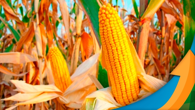 Canarana/MT registra aumento de produtividade do milho e agora espera chuva para plantar a soja