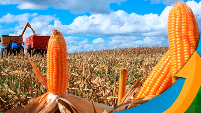 Marechal Cândido Rondon/PR conseguiu plantar 80% do milho na janela ideal, mas agora sofre com pressão de percevejos