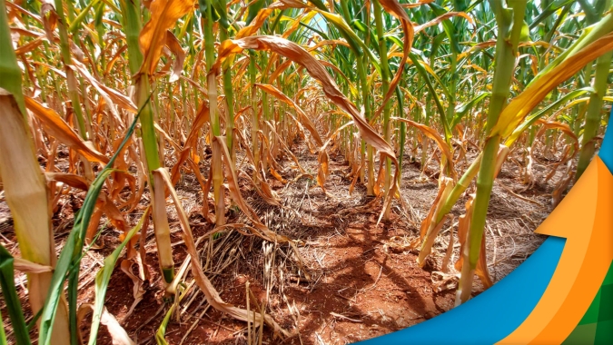 Colheita do milho avança em Santo Ângelo/RS com quebra de 80 a 100% enquanto soja já tem perdas consolidadas