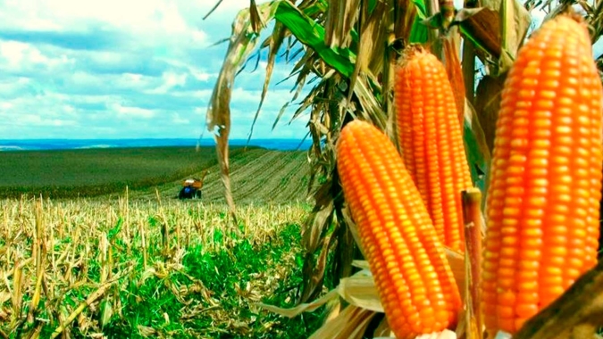 Milho 2ª safra: produzir um hectare custa R$ 4,4 mil, em Mato Grosso do Sul