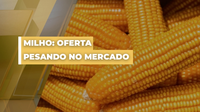 Milho: cenário atual é muito favorável do ponto de vista da oferta, destaca analista