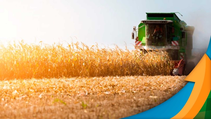 Goiás já colheu mais da metade do milho e espera perda de 40% na produção
