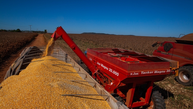 Falta apenas 5,3% de lavouras por colher da 2ª safra de milho no Brasil, aponta Conab