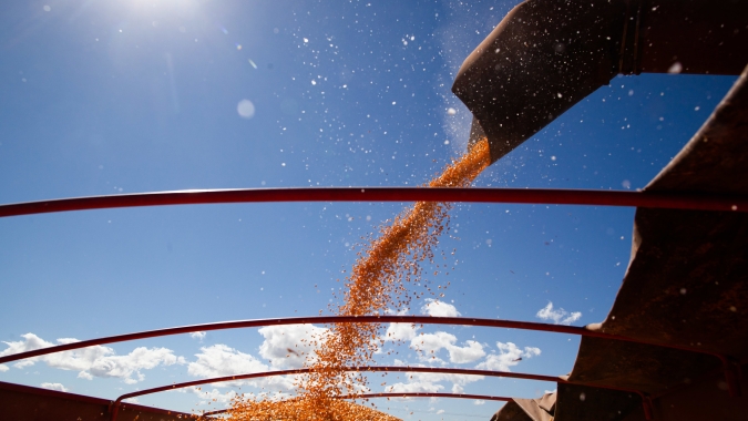 Colheita do milho verão chega em 2,4% do total cultivado, aponta Conab
