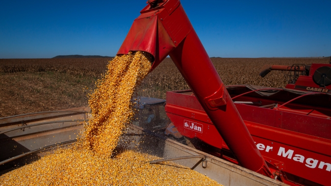 Colheita do milho salta para 15% no MS e Famasul indica nova redução na qualidade das lavouras